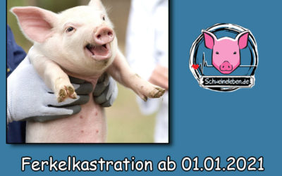 Schweinehaltung: Kastration von Ferkeln ab 2021