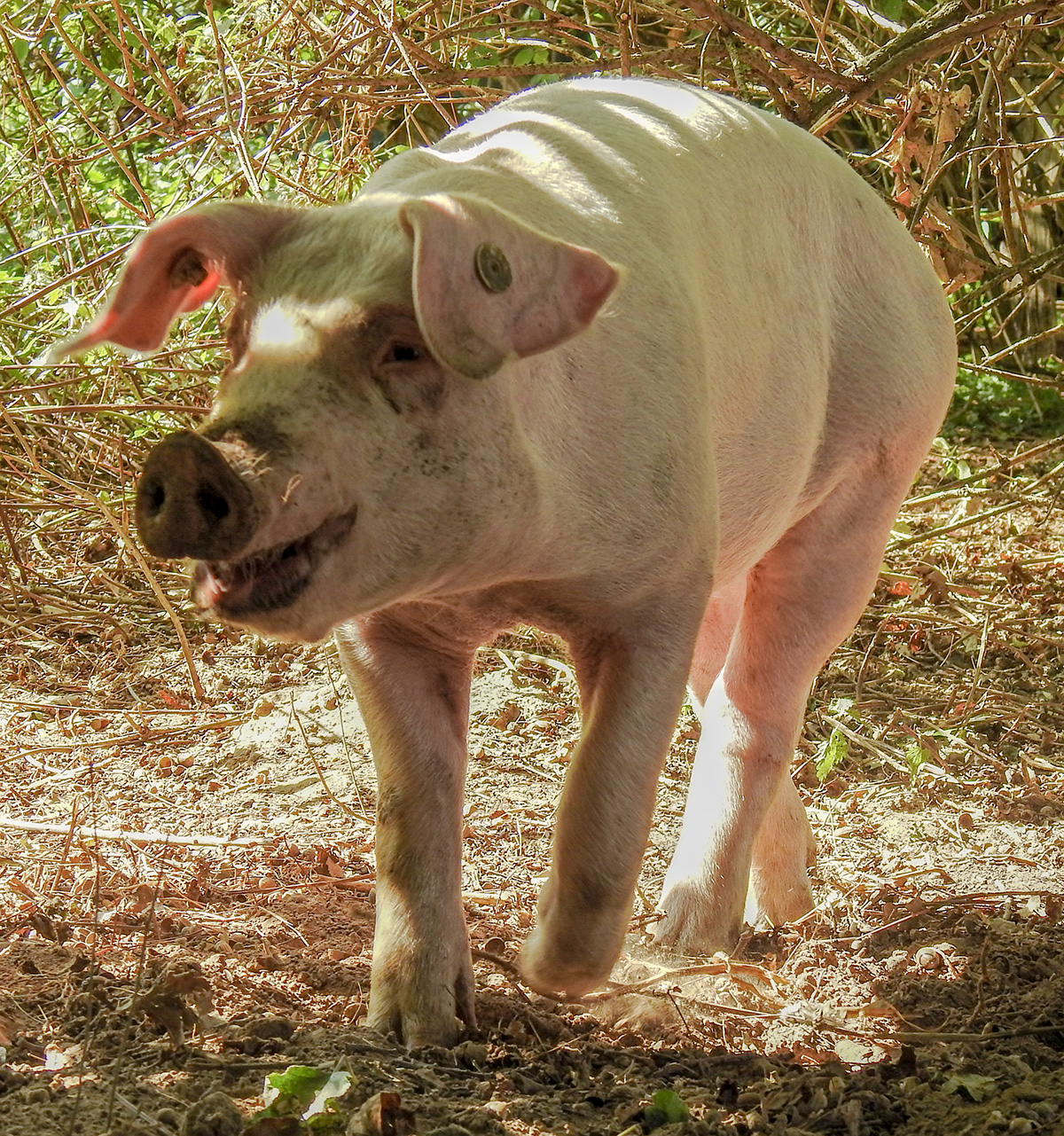 Ein Schweineleben wie das von Loki ist unbezahlbar.