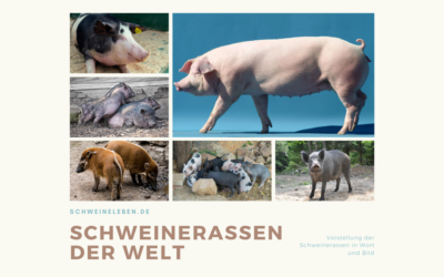 Schweinerassen der Welt – Entstehungsgeschichte Teil 1