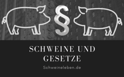 Gesetzliche Vorschriften bei der Schweinehaltung