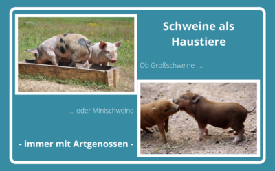 Schweine als Haustiere – Überlegungen vor der Anschaffung