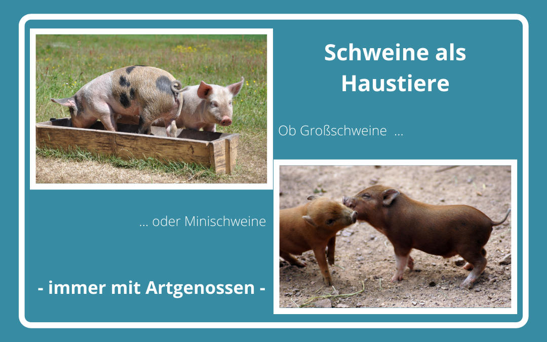 Schweine als Haustiere - Vor der Anschaffung