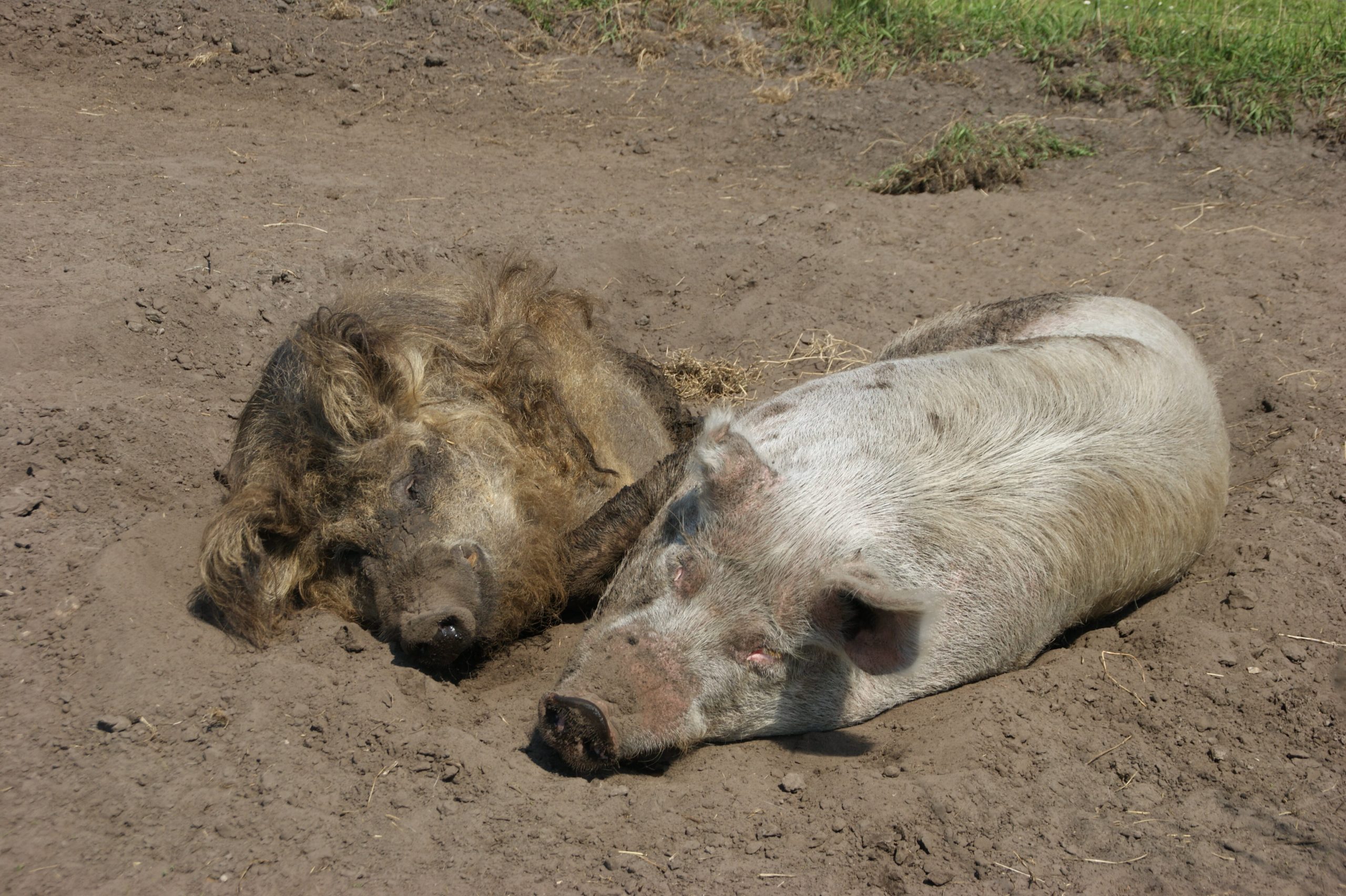 Großschwein und Wollschwein