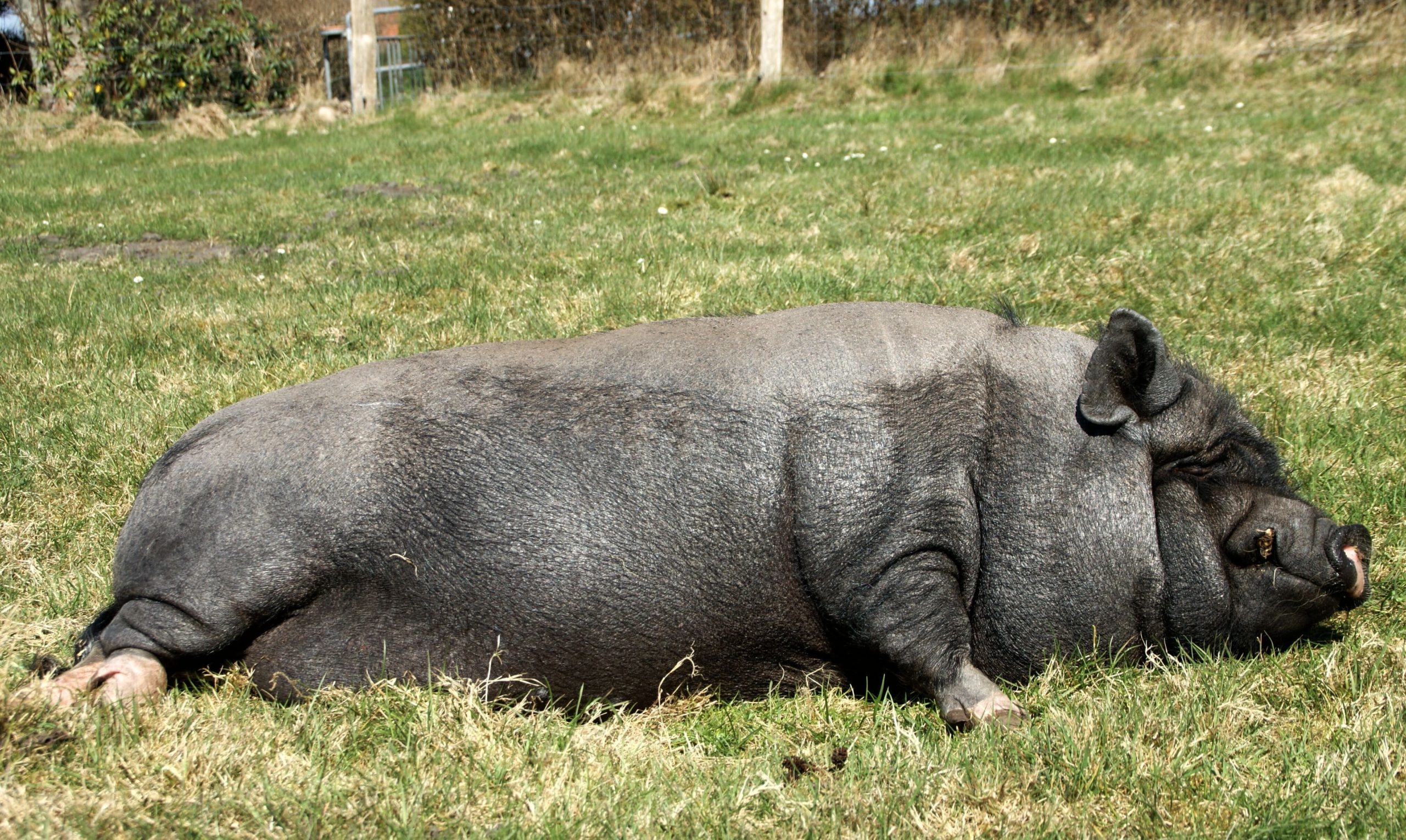 Minischwein liegend