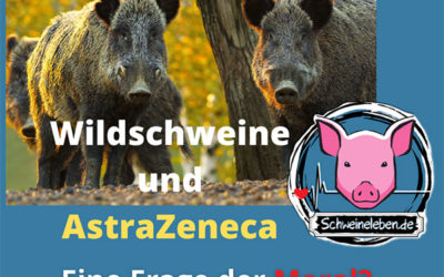 Wildschweine wären mit AstraZeneca glücklich
