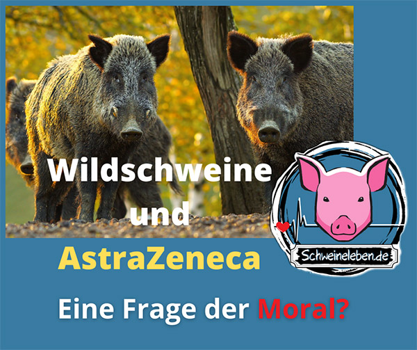 Wildschweine und AstraZeneca