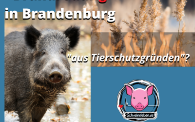 Afrikanische Schweinepest: Behördenwahnsinn in Reinkultur