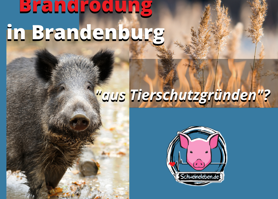 Brandrodung für den Schweinefleisch-Export