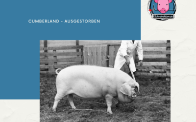 Schweinerassen der Welt – Cumberland
