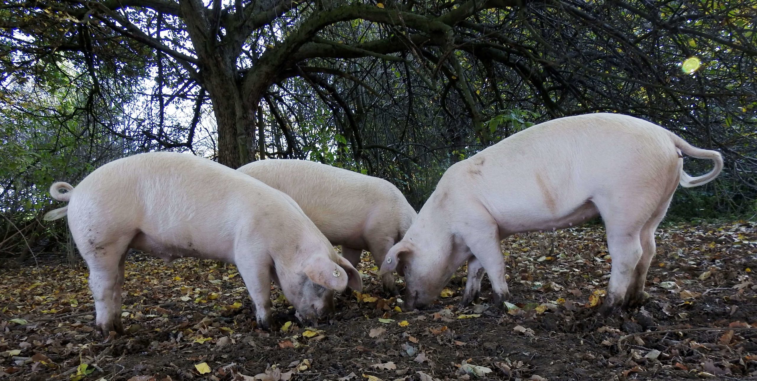 Drei Schweine unterm Baum