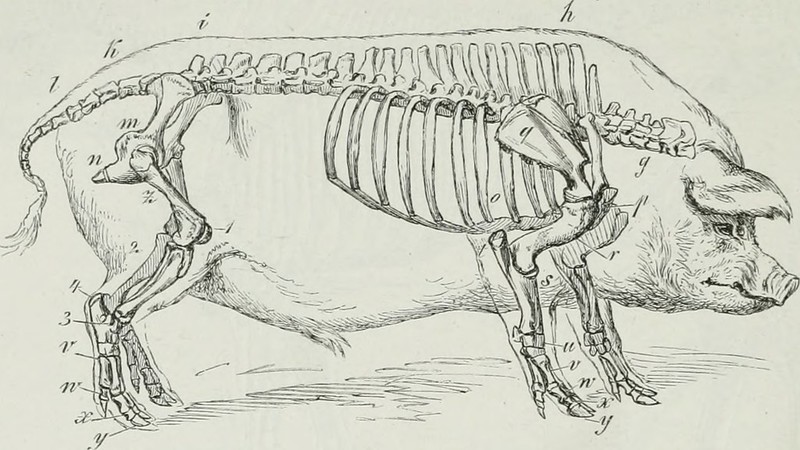 Schweine Skelett