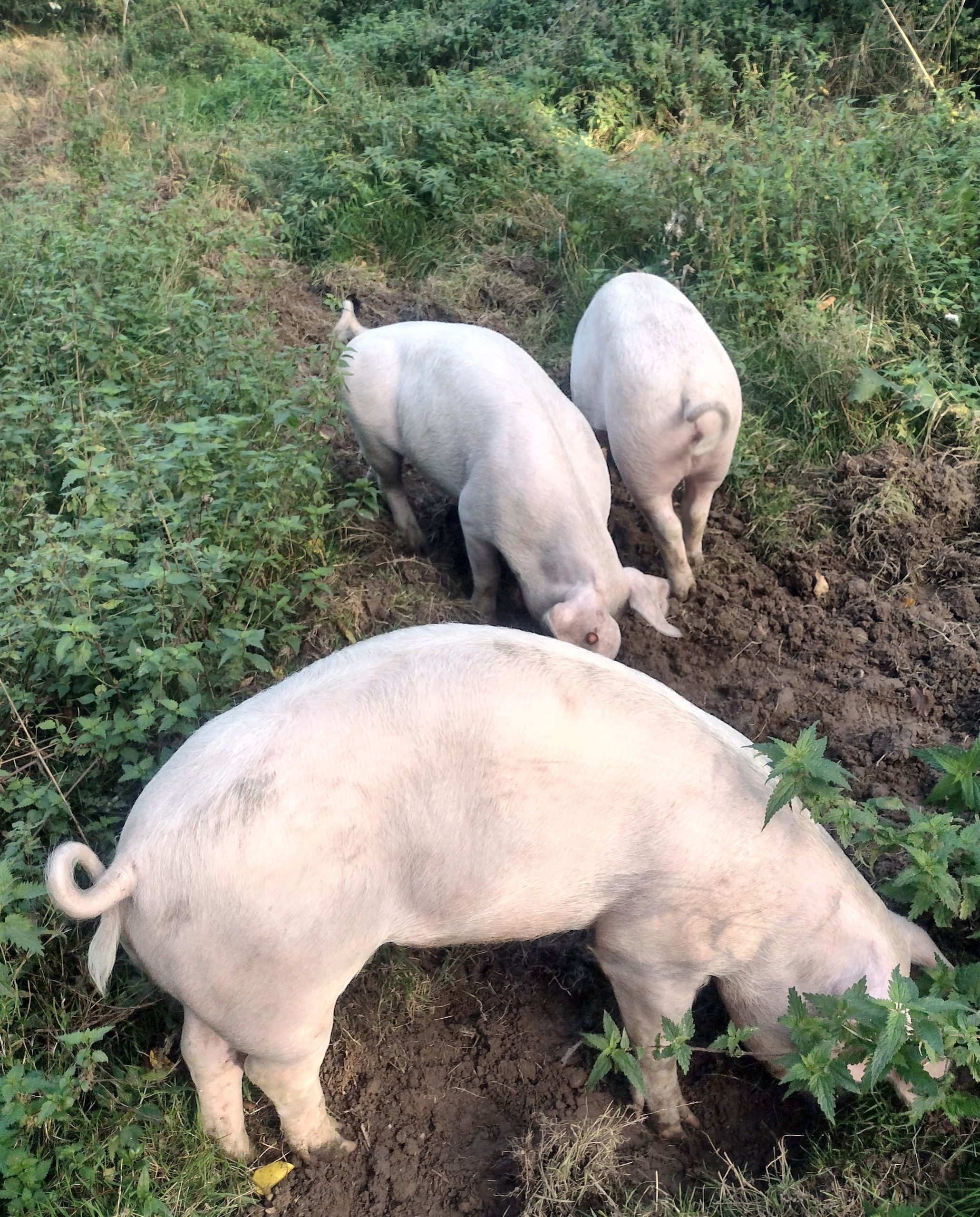 Schweine möchten beschäftigt werden