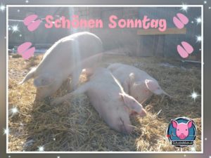 Schweine Grüße