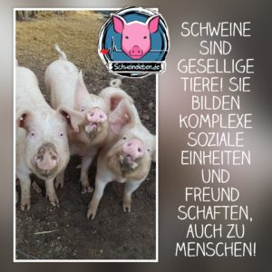 Schweine sind gesellig