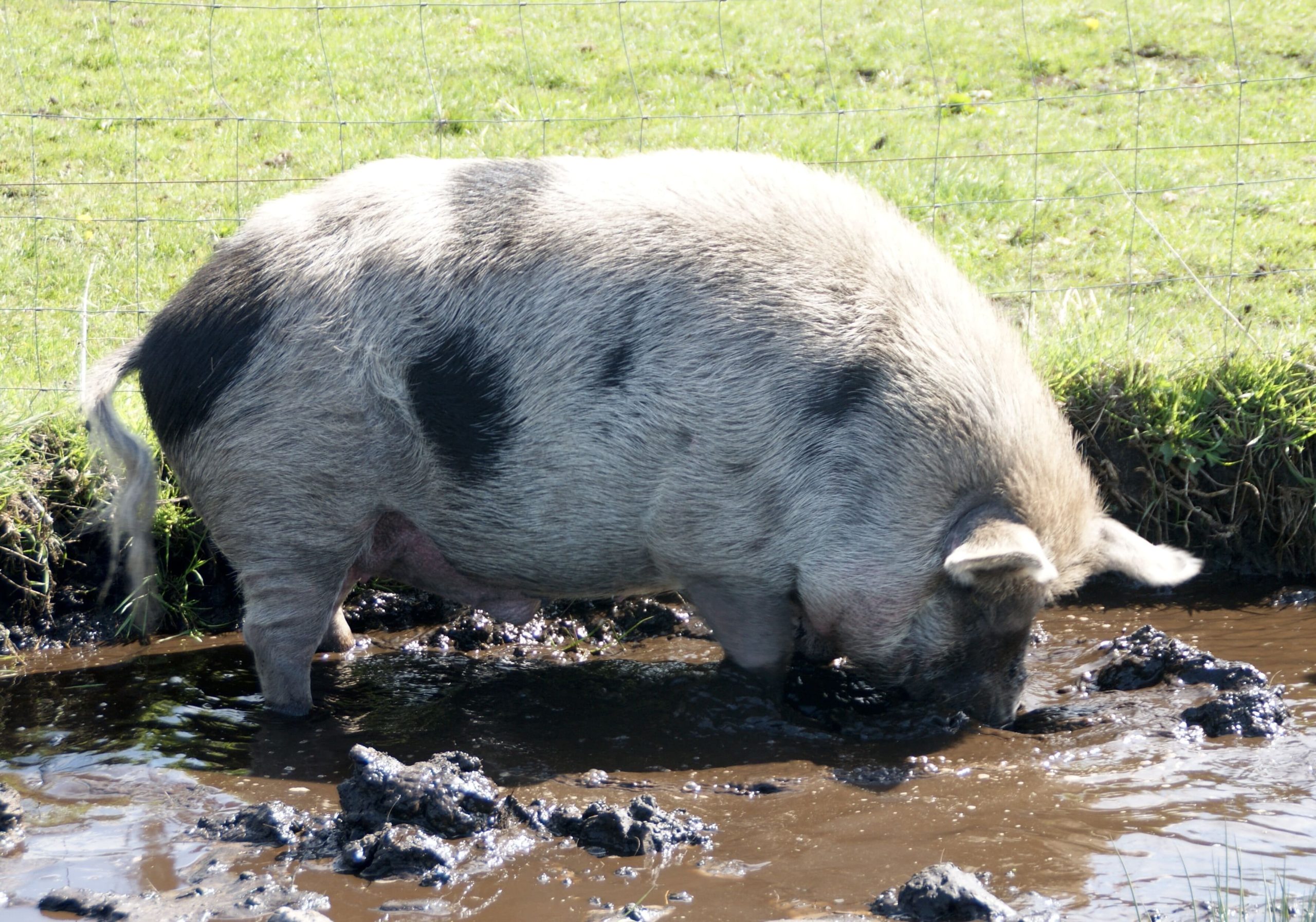 Minischweineber in Suhle