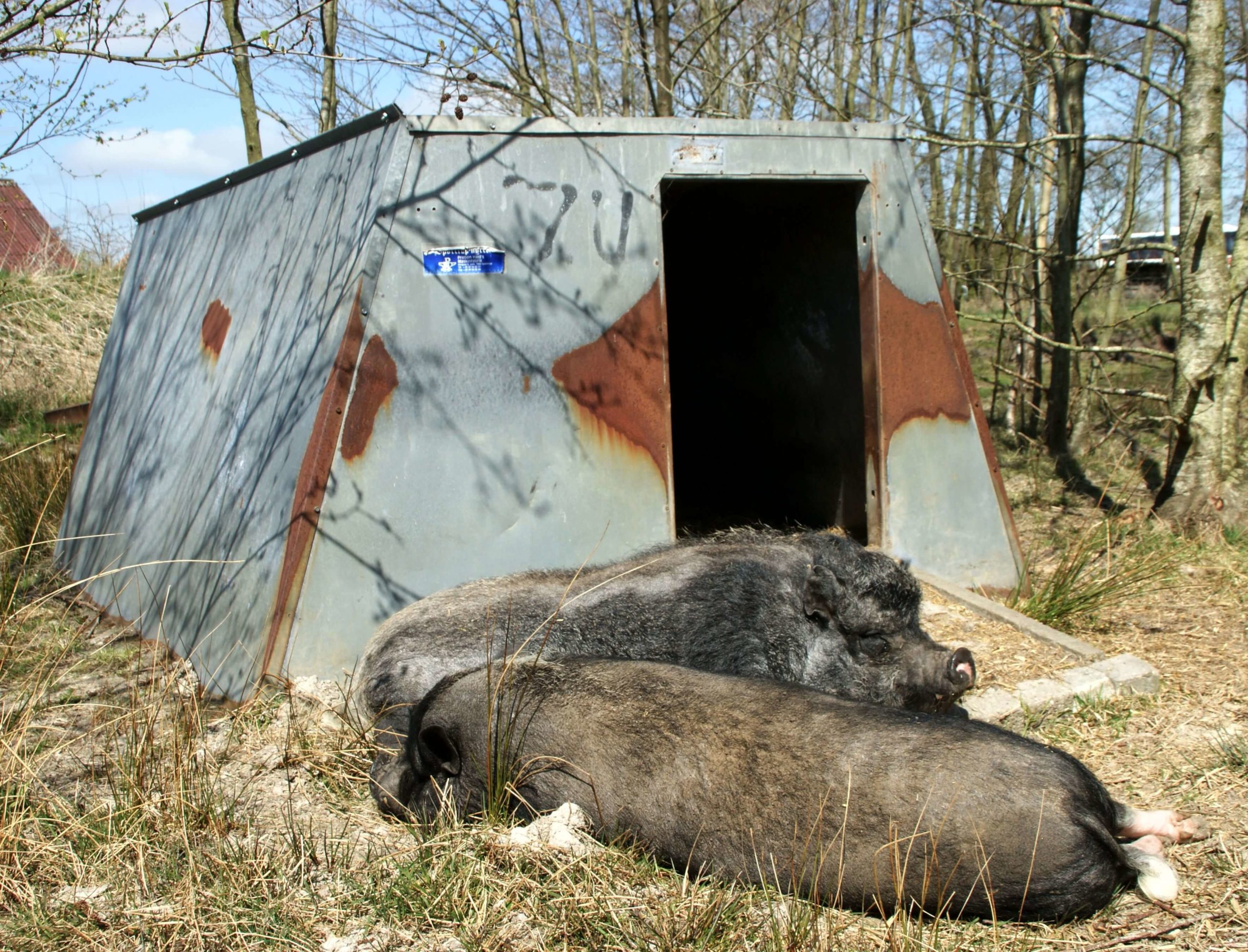 Zwei Minischweine vor der Freilandhütte