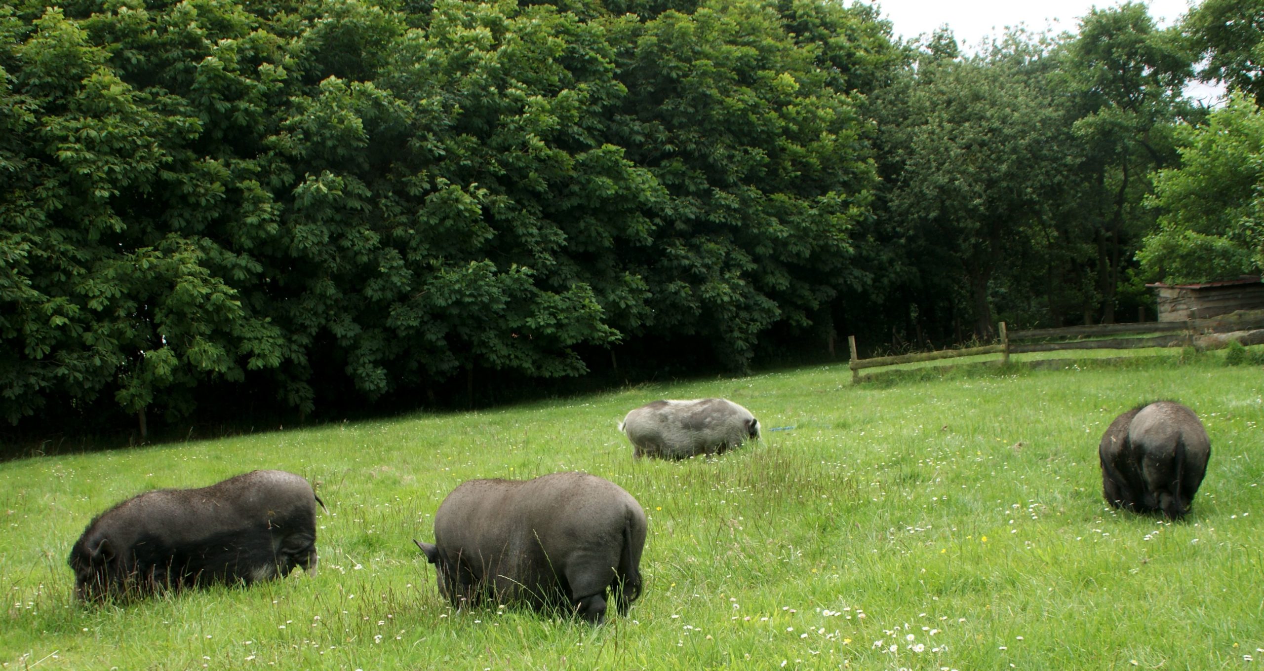 Minischweine auf der Wiese