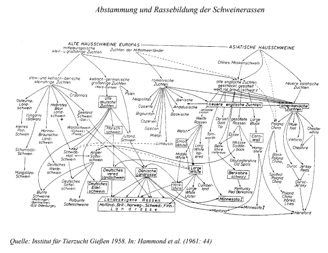 Abstammung der Schweinerassen