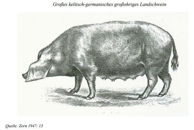 Germanisch-keltische Schwein