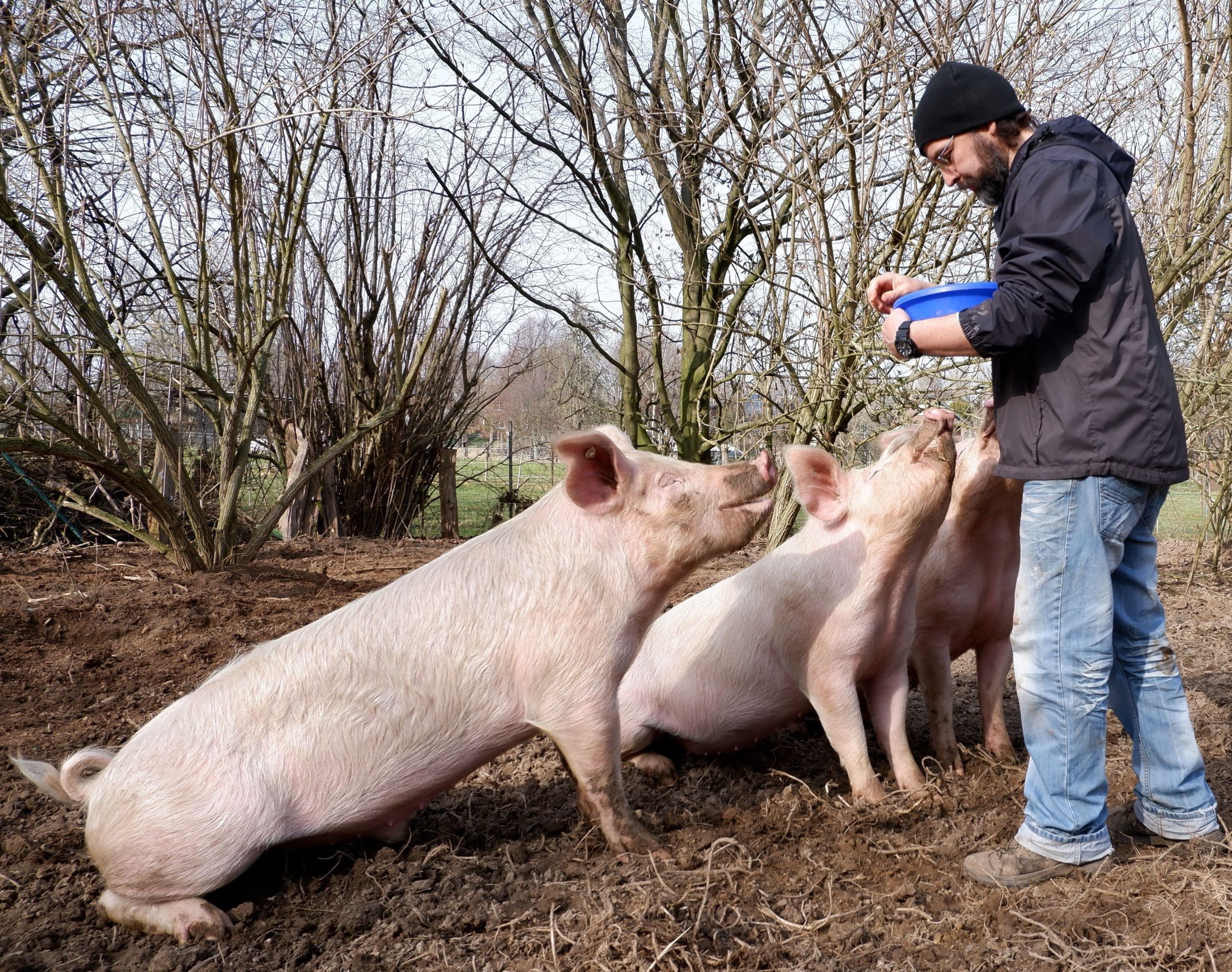 Schweine und Jörg