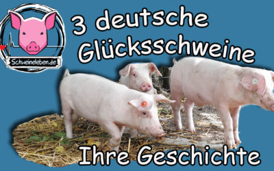 3 gerettete Schweine aus einer deutschen Schweinezucht