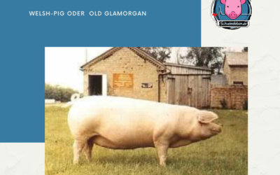 Schweinerassen der Welt – Welsh Pig oder Old Glamorgan