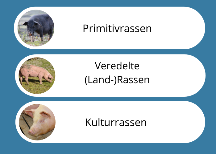 Primitivrassen, veredelte (Land-)Rassen, Kulturrassen