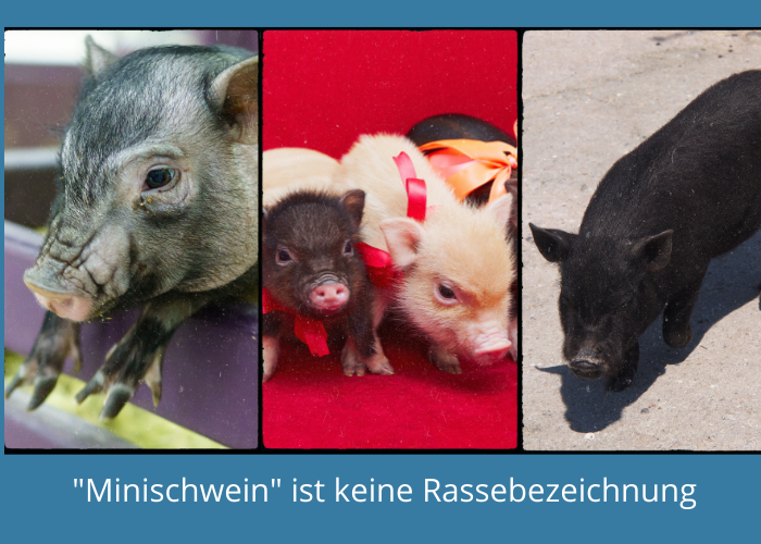 Minischweine ist keine Rassebezeichnung