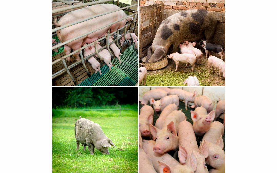 Schweinehaltung früher und heute