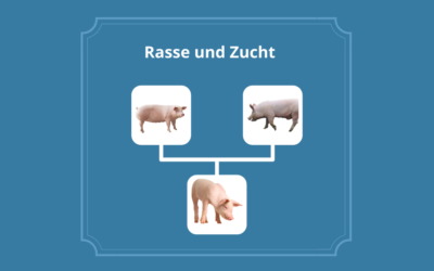 Der Begriff Rasse und Zucht