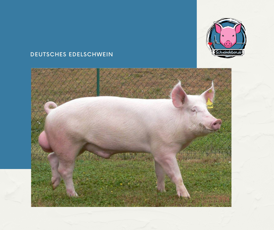 Deutsches Edelschwein - Large White