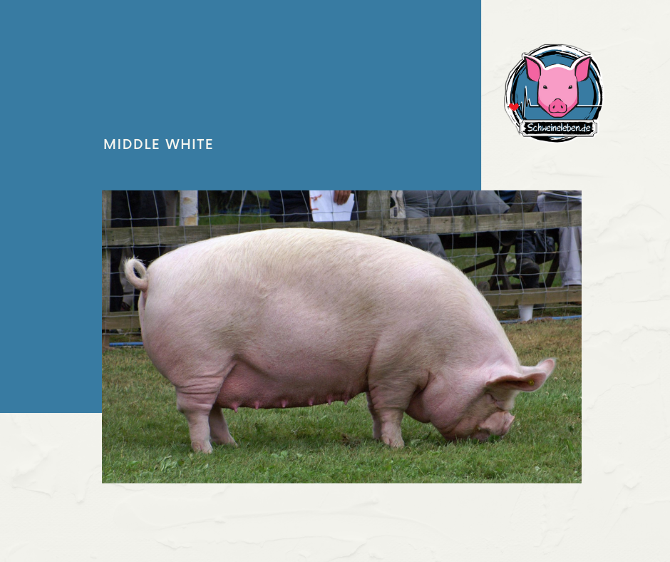 Yorkshire - Middle White