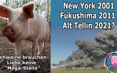 New York, Fukushima, jetzt Alt Tellin – Aber sind doch nur Schweine, oder?