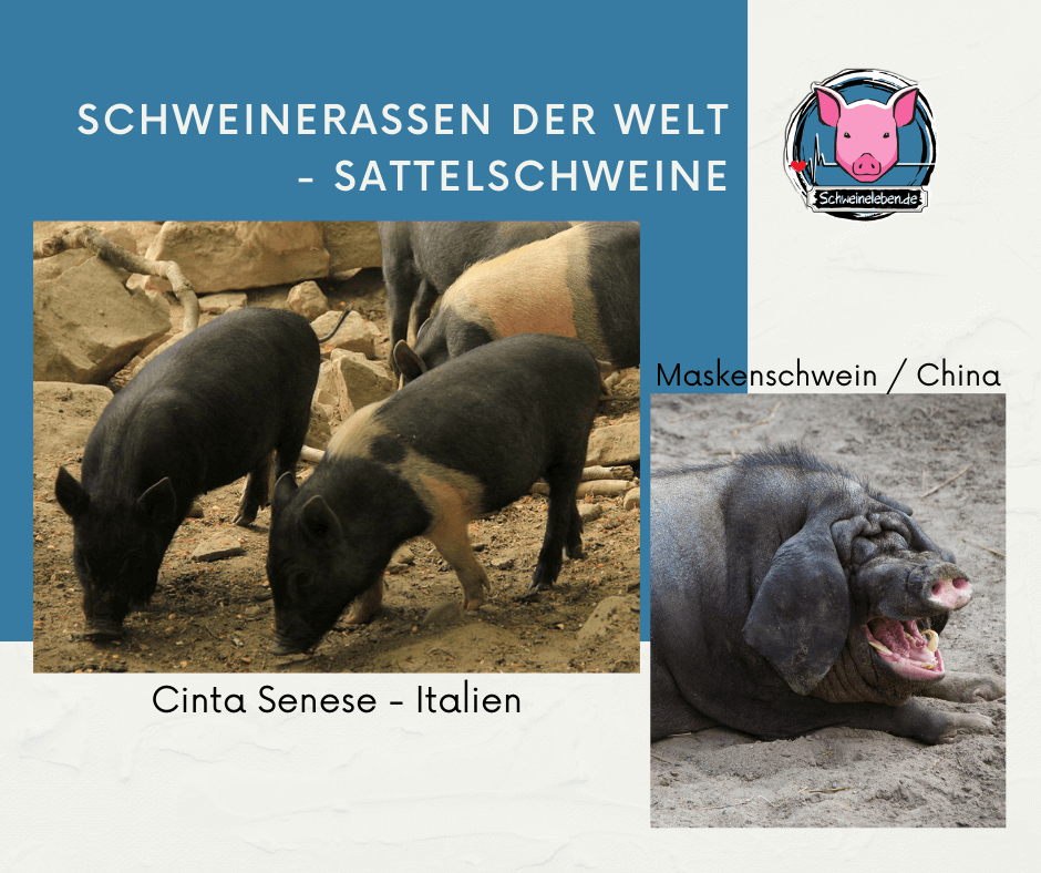 Schweinerassen - Maskenschwein und Cinta Senese