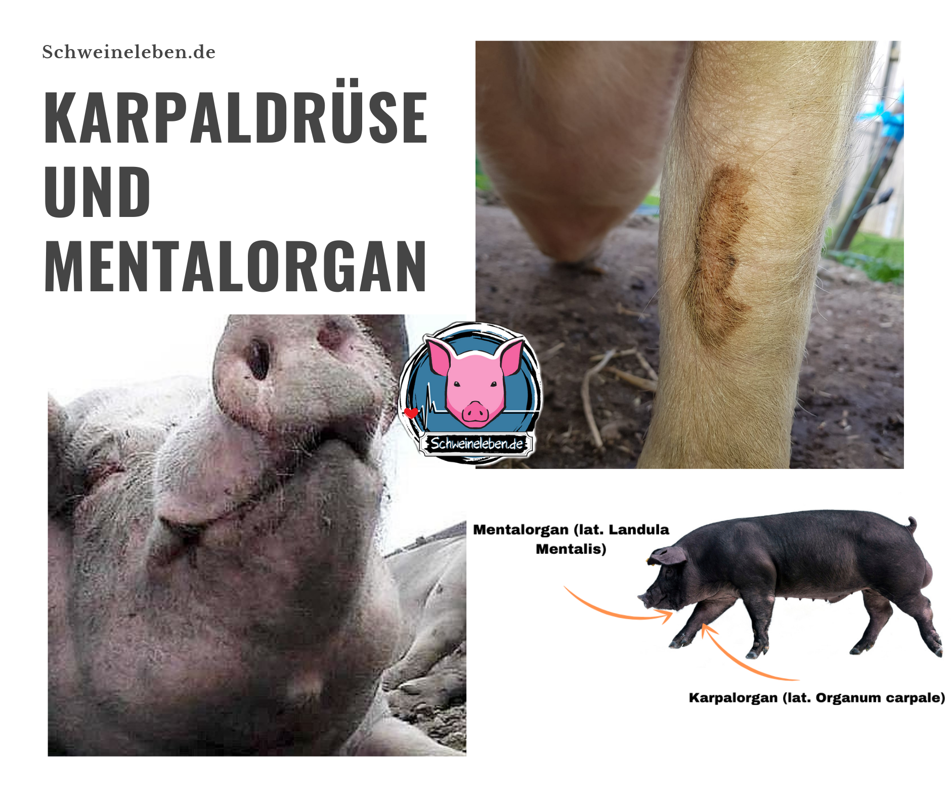 Karpaldrüsen und Mentalorgan beim Schwein