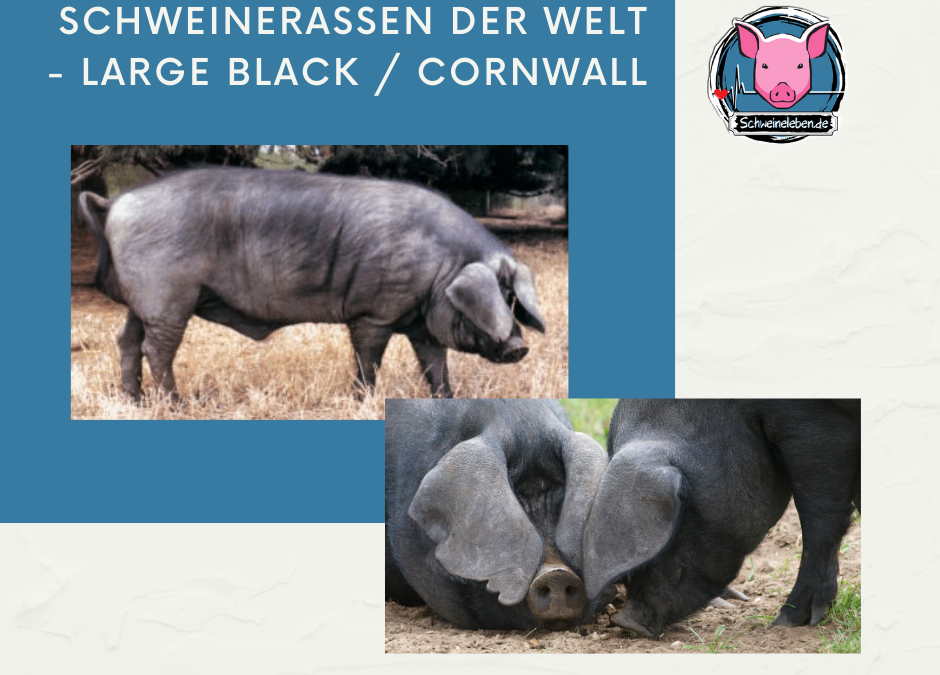 Schweinerassen der Welt - Cornwall / Large Black