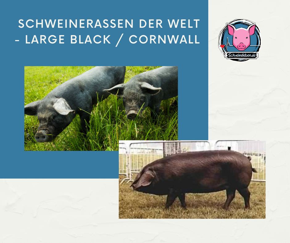 Schweinerassen der Welt - Cornwall / Large Black