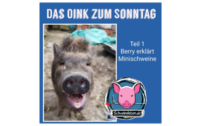 Das Oink zum Sonntag (Teil 1) – Berry erzählt über Teacup-Schweine (von Tasha Lein)