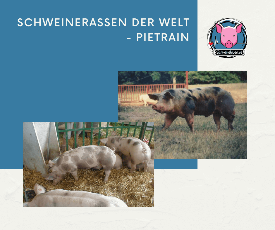 Schweinerassen der Welt - Pietrain