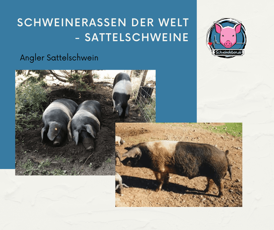 Angler Sattelschweine