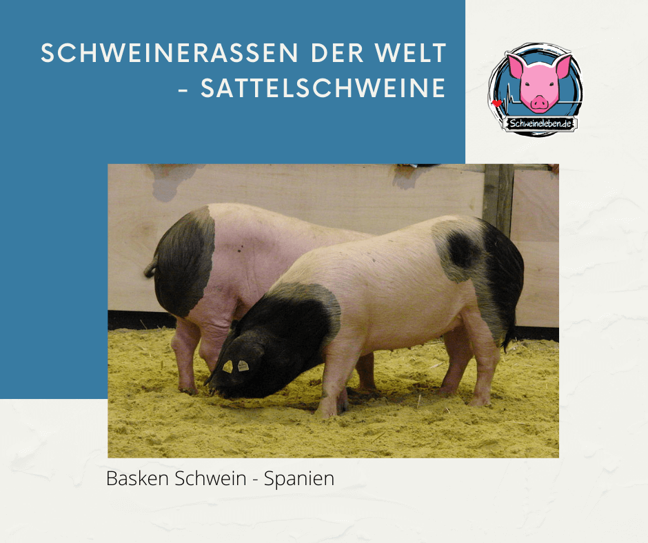 Basken Schwein