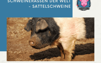 Schweinerassen der Welt – Sattelschweine Teil 1
