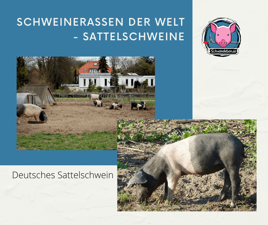 Deutsches Sattelschwein