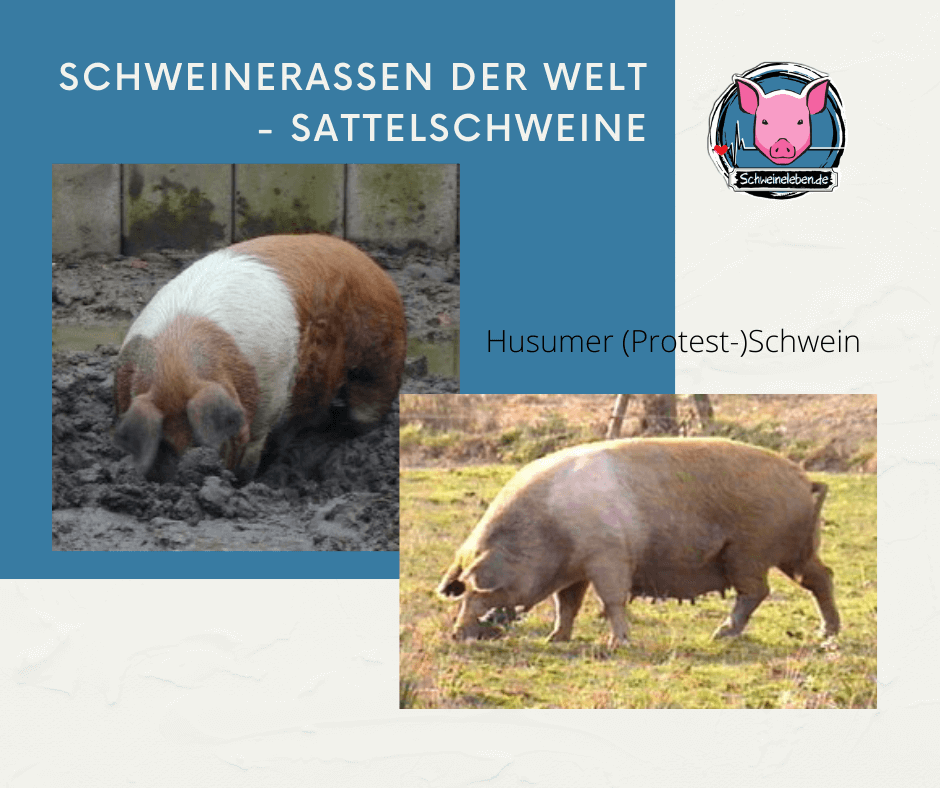 Husumer Protestschwein