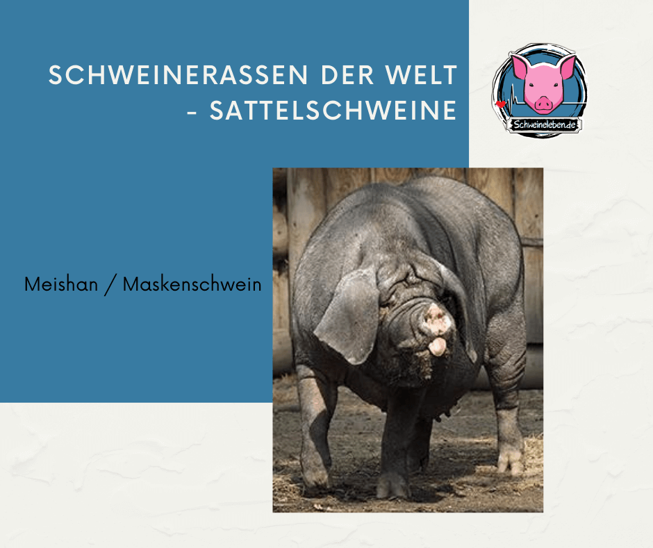 Meishan / Maskenschwein