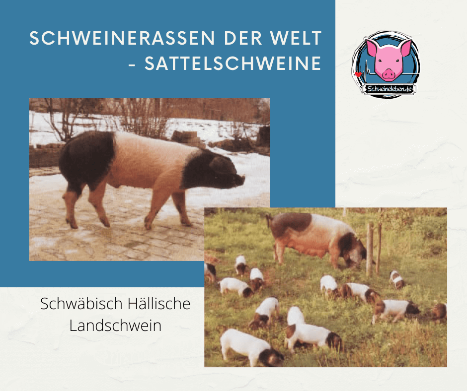 Schwäbisch-Hällische Landschwein