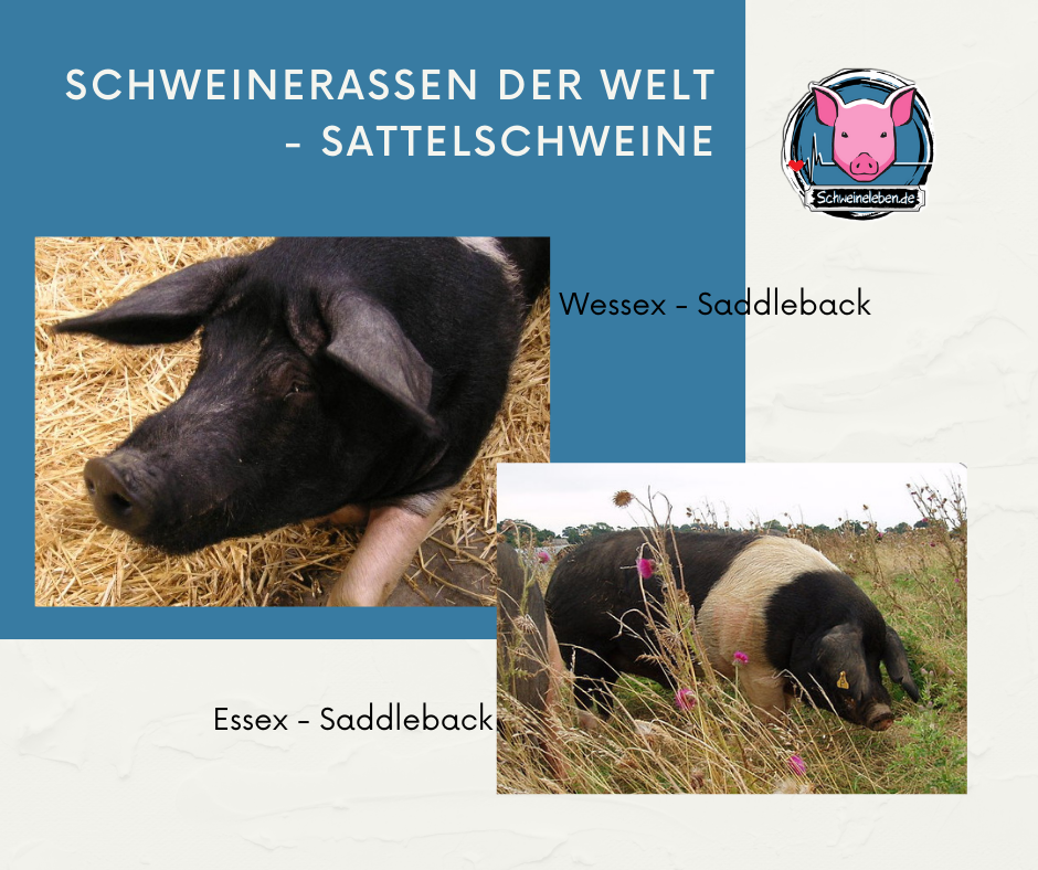 Wessex und Essex Saddelback