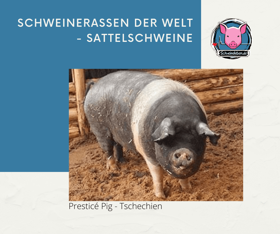 Presticé Schwein