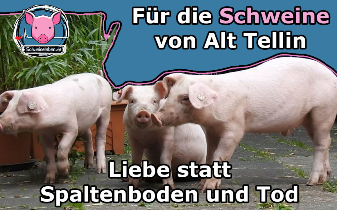 3 gerettete Ferkel aus einer deutschen Schweinezucht