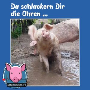 Da schlackern Dir die Ohren